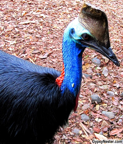 A Cassowary at the Australia Zoo, Queensland