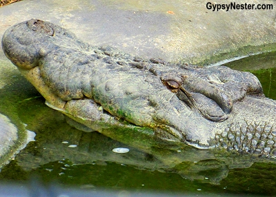 A crocodile at Steve Irwin's Australia Zoo in Queensland