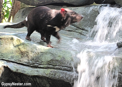 A Tasmanian devil at the Australia Zoo, Queensland