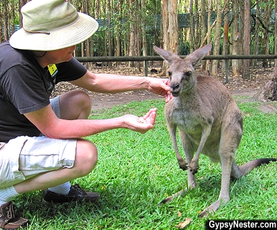 David hand feeds a kangaroo at Steve Irwin's Australia Zoo! GypsyNester.com