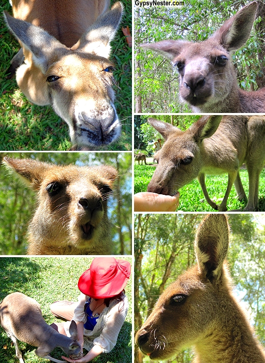 We hand fed kangaroos and got some great photos of their faces at Australia Zoo in Queensland