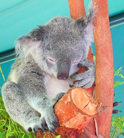 A cute sleeping koala at the Australia Zoo in Queensland! GypsyNester.com