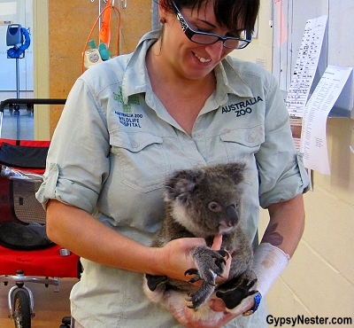 A rescued koala at Australia Zoo Wildlife Hospital, Queensland