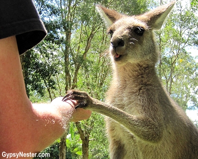 David shakes hands with a kangaroo at Steve Irwin's Australia Zoo in Queensland! GypsyNester.com