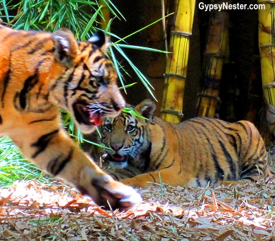 Tiger cubs playing at the Australia Zoo in Queensland!