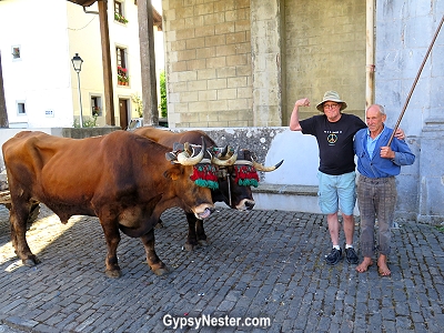 A man exercises his oxen in Bidania of the Basque Region of Spain