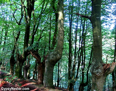 Jentil, a giant rock throwing beast, is said to haunt the woods of the Basque Region of Spain