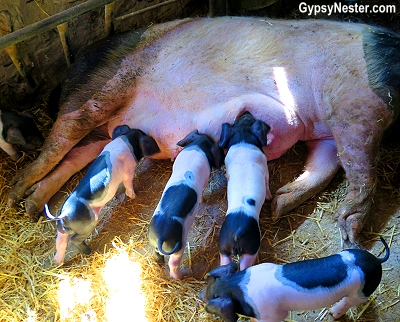 Basque pigs nursing in the Spanish Basque Country