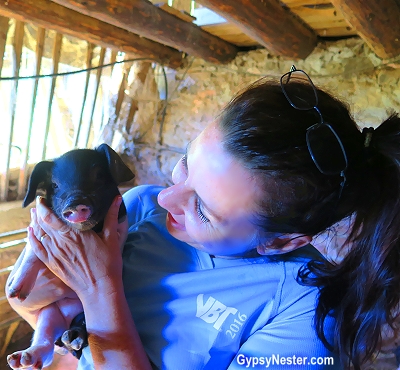 Veronica falls in love with a Basque piglet. GypsyNester.com