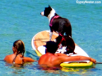 Surfing dogs in Caloundra, Queensland, Australia