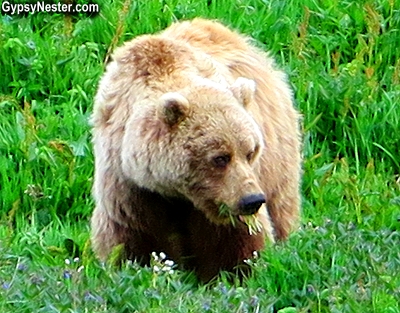 A grizzly bear eating in Denali National Park, Alaska