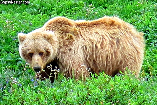 A grizzly bear in Denali National Park, Alaska