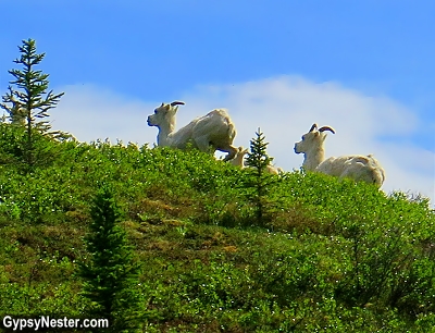 Dall sheep frolick in Denali National Park, Alaska