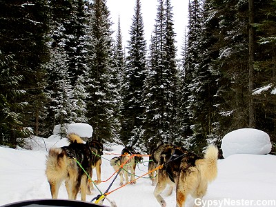 Dog sledding through Stillwater State Forest in Montana