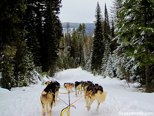 Dog sledding through Stillwater State Forest