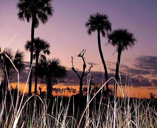 Everglade Sunset