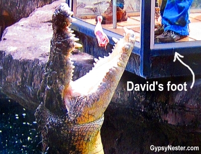 David feeds a crocodile at Dreamworld, Gold Coast, Queensland, Australia