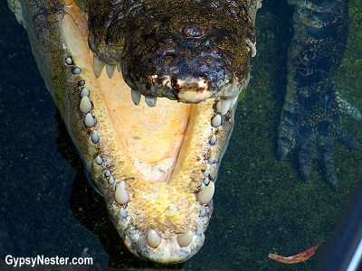 Looking down the mouth of crocodile at Dreamworld, Gold Coast, Queensland, Australia
