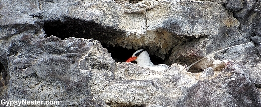Red-billed Tropicbirds in the Galapagos