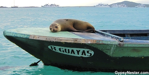Sea lion lounging on a boat in the Galapagos Islands