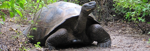 Galápagos Giant Tortoise on Isabela's Urbina Bay