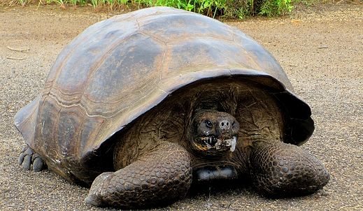 Giant Tortoise in the Galapagos