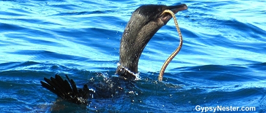 Flightless Cormorant eating a Tiger snake eel in the Galapagos
