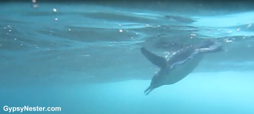 A penguin swims in the Galapagos