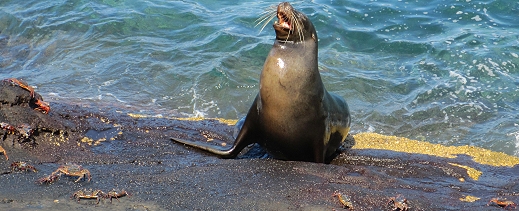 Sea Lion in the Galapagos Islands