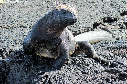 Marine Iguana in the Galapagos Islands