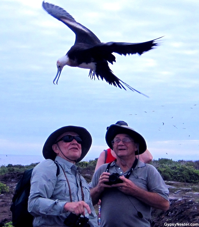 Galapagos Bird Island Duo