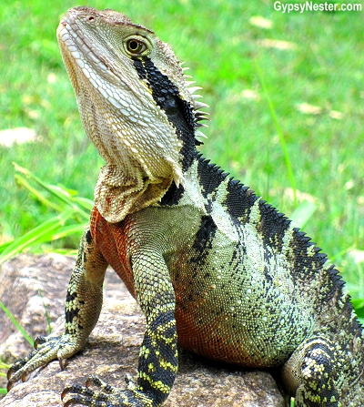 A water dragon on our bush walk near at Spicers Tamarind Resort in the Hinterlands of Queensland Australia