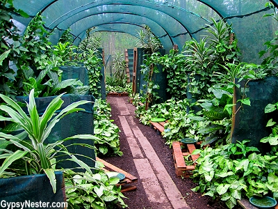 Greenhouse type buildings for raising snails at Glasshouse Gourmet Snails in the Hinterlands of Queensland, Australia