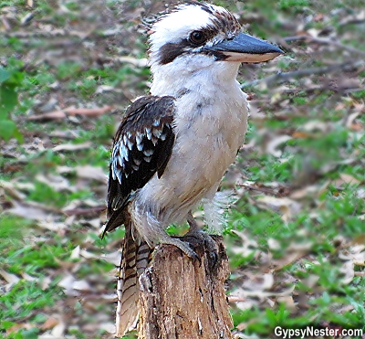 A kookaburra in Queensland Australia