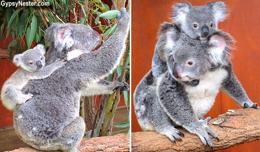 A baby koala rides his mommy's back at the Lone Pine Koala Sanctuary in Brisbane, Queensland, Australia