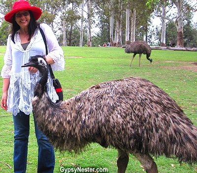 Veronica among the emus at the Lone Pine Koala Sanctuary in Brisbane, Queensland, Australia