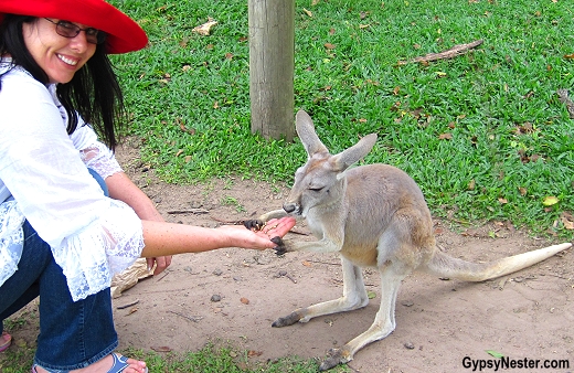 Veronica hand feeds a kangaroo at the Lone Pine Koala Sanctuary in Brisbane, Queensland, Australia