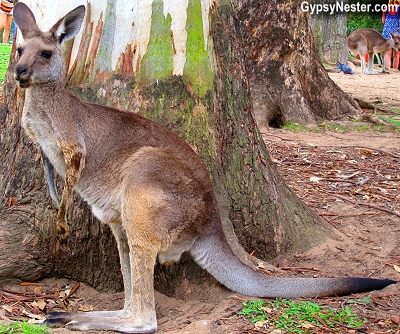 A kangaroo at the Lone Pine Koala Sanctuary in Brisbane, Queensland, Australia