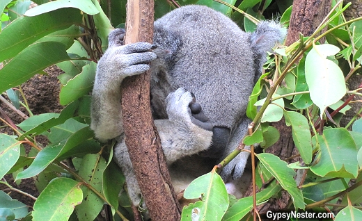 A koala sleeps high in a tree at the Lone Pine Koala Sanctuary in Brisbane, Queensland, Australia