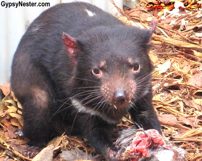 A Tazmanian Devil at the Lone Pine Koala Santuary in Brisbane, Queensland, Australia