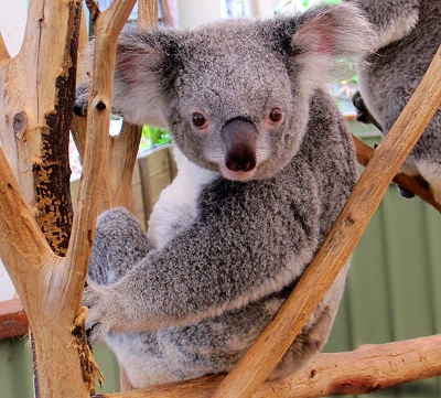 Adorable koala at the Lone Pine Koala Sanctuary in Brisbane, Queensland, Australia