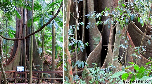 Giant fig trees in Conondale National Park near Noosa in Queensland, Australia