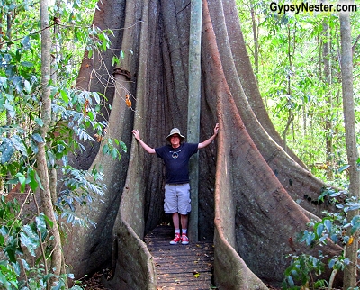 Giant fig trees in Conondale National Park near Noosa in Queensland, Australia GypsyNester.com
