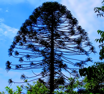 Bunya tree near Noosa, Queensland, Australia