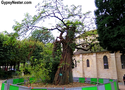 The oldest tree in Paris