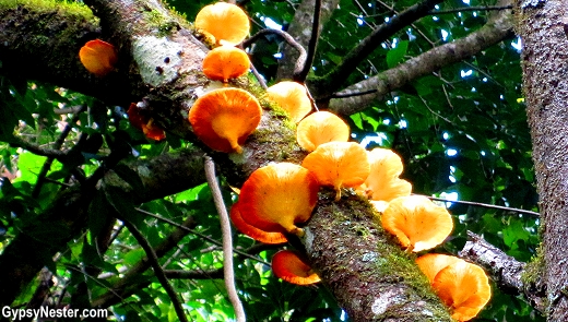 Mushrooms on our bush walk near at Spicers Tamarind Resort in the Hinterlands of Queensland Australia