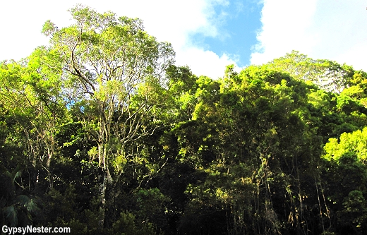 Our bush walk near at Spicers Tamarind Resort in the Hinterlands of Queensland Australia