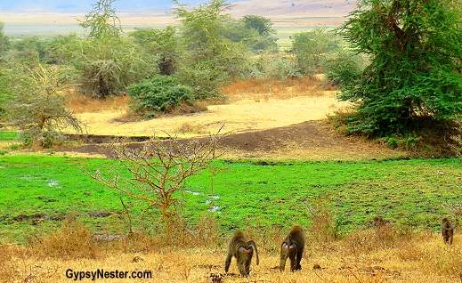 Baboons in Ngorongoro Conservation Area