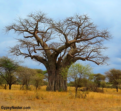 A huge baobab tree in Africa.