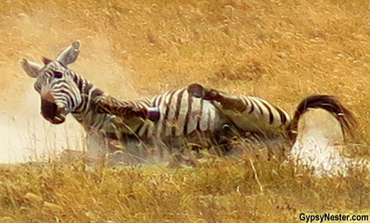 A zebra rolls in the dirt in beautiful Ngorongoro Conservation Area in Tanzania, Africa with Discover Corps